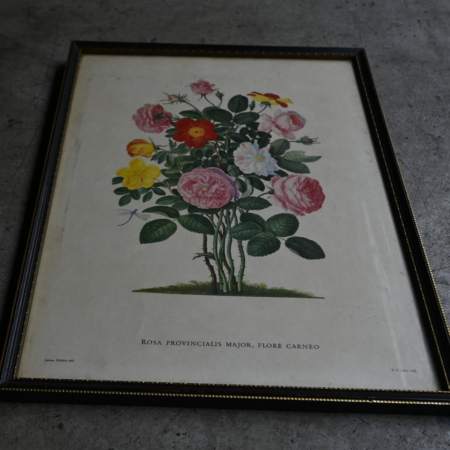 Antique Botanical Print ｛RB-00513 ｝