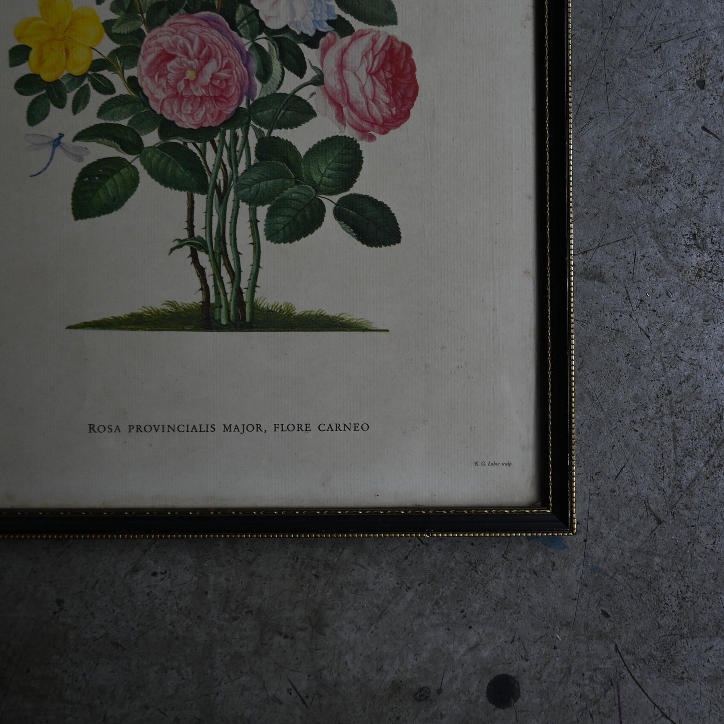 Antique Botanical Print ｛RB-00513 ｝