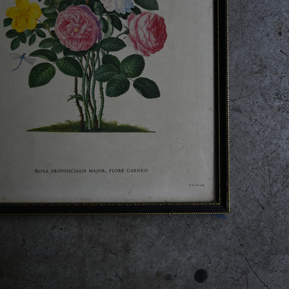Antique Botanical Print ｛RB-00513 ｝
