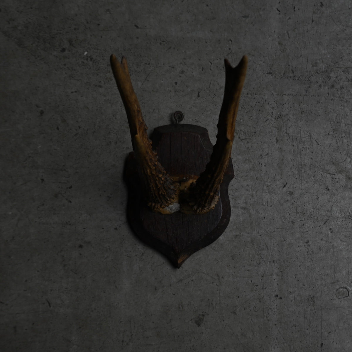 Hunting Trophy  Ⅱ｛RB-00404｝