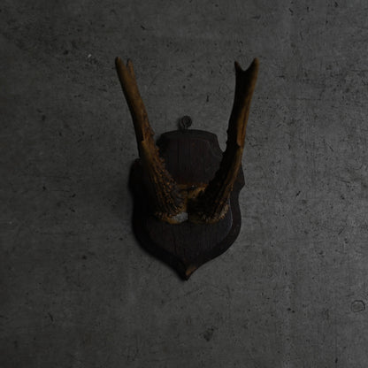 Hunting Trophy  Ⅱ｛RB-00404｝