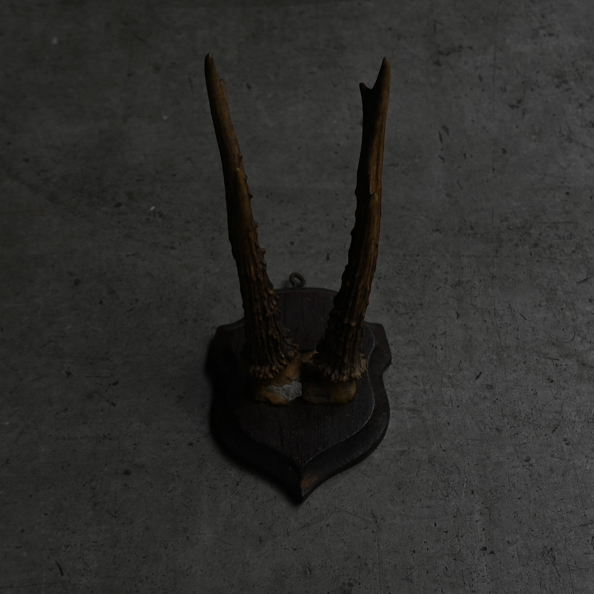 Hunting Trophy  Ⅱ｛RB-00404｝