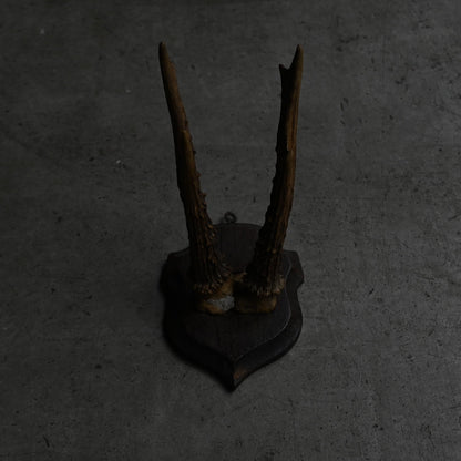 Hunting Trophy  Ⅱ｛RB-00404｝