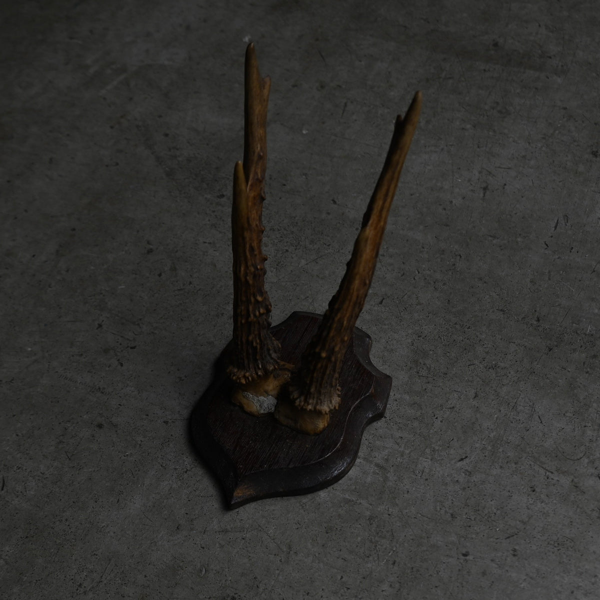 Hunting Trophy  Ⅱ｛RB-00404｝