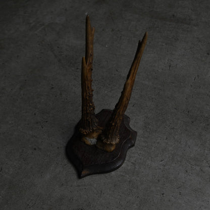 Hunting Trophy  Ⅱ｛RB-00404｝