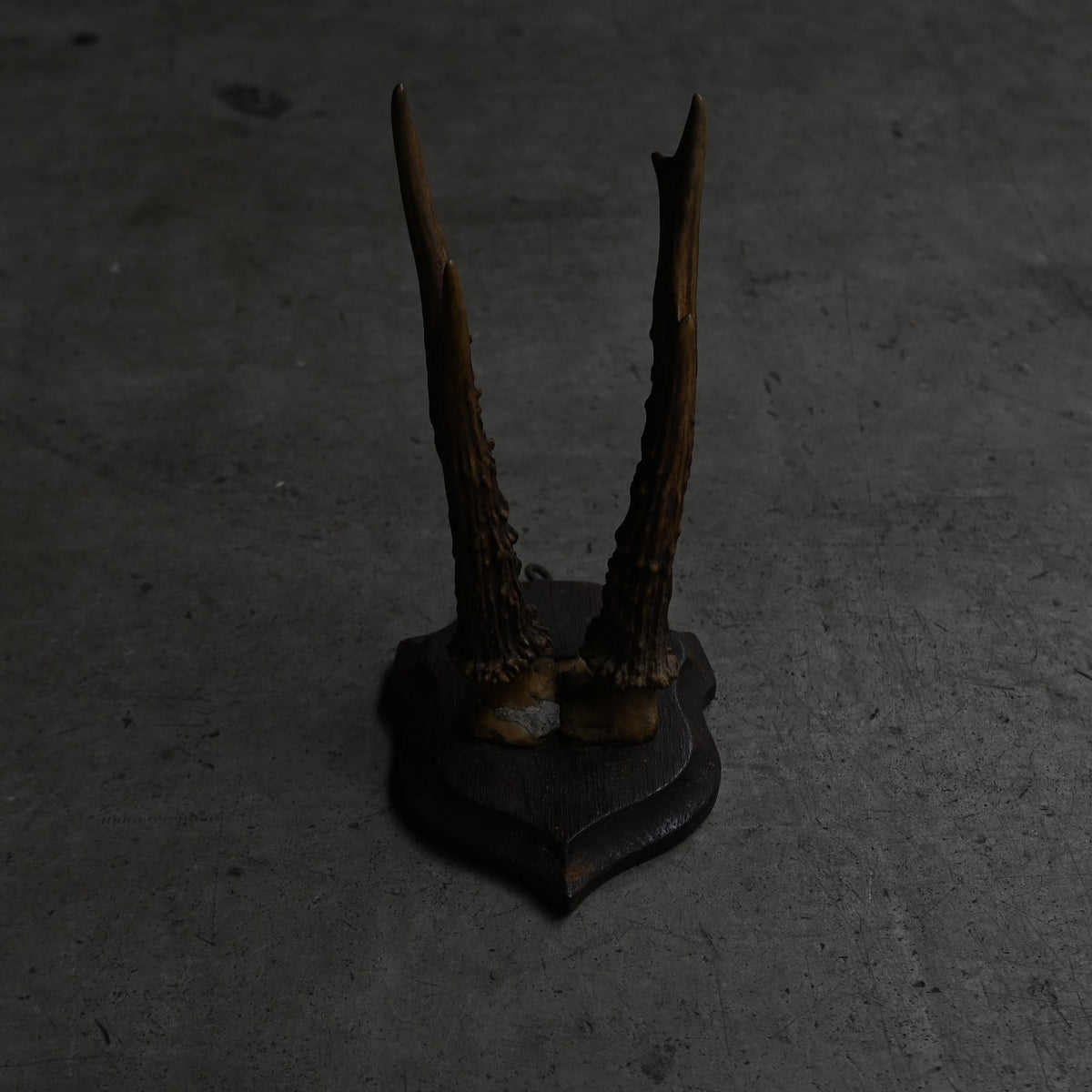 Hunting Trophy  Ⅱ｛RB-00404｝