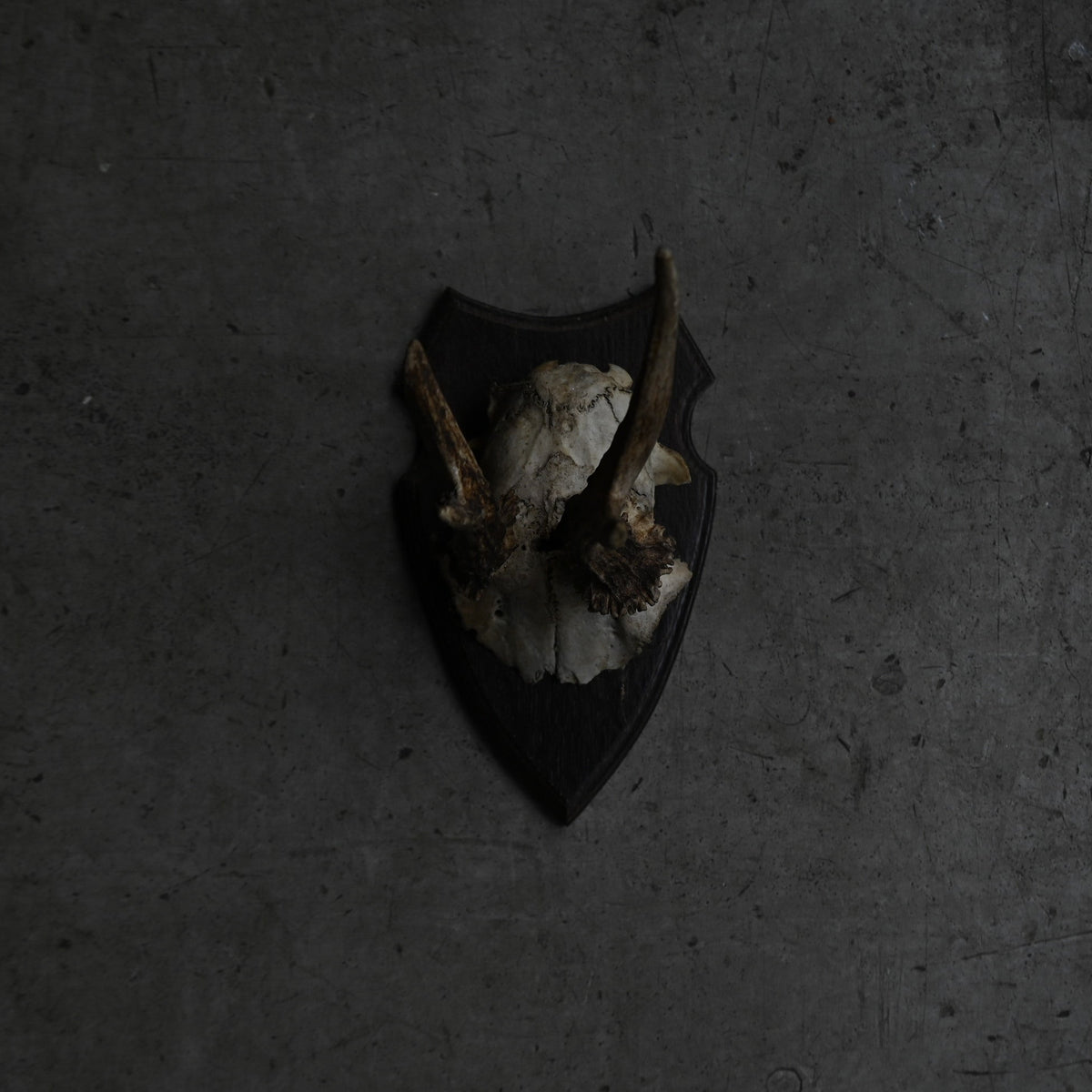 Hunting Trophy  Ⅲ｛RB-00405｝
