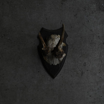 Hunting Trophy  Ⅲ｛RB-00405｝