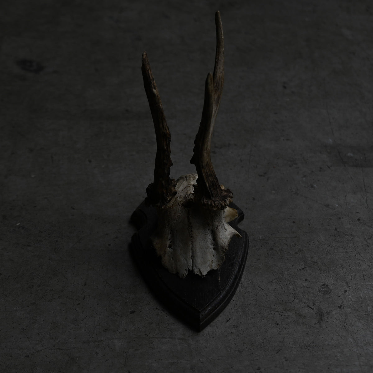 Hunting Trophy  Ⅲ｛RB-00405｝
