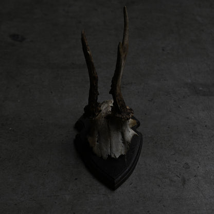 Hunting Trophy  Ⅲ｛RB-00405｝
