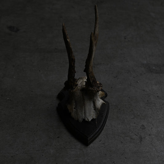 Hunting Trophy  Ⅲ｛RB-00405｝