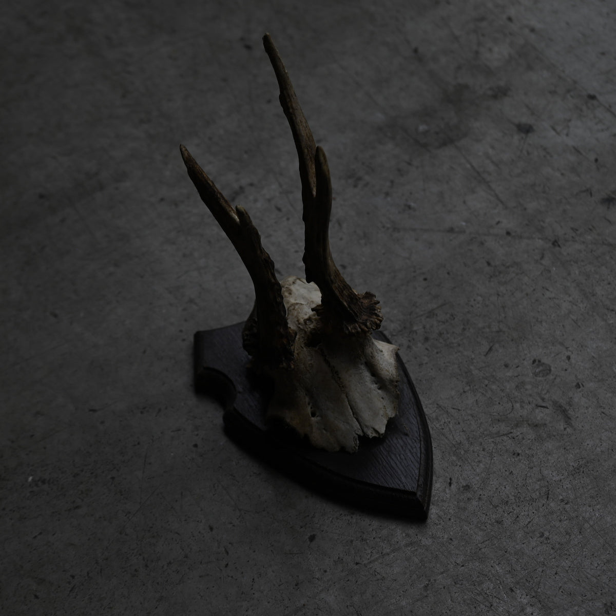 Hunting Trophy  Ⅲ｛RB-00405｝