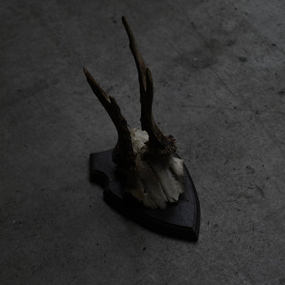 Hunting Trophy  Ⅲ｛RB-00405｝