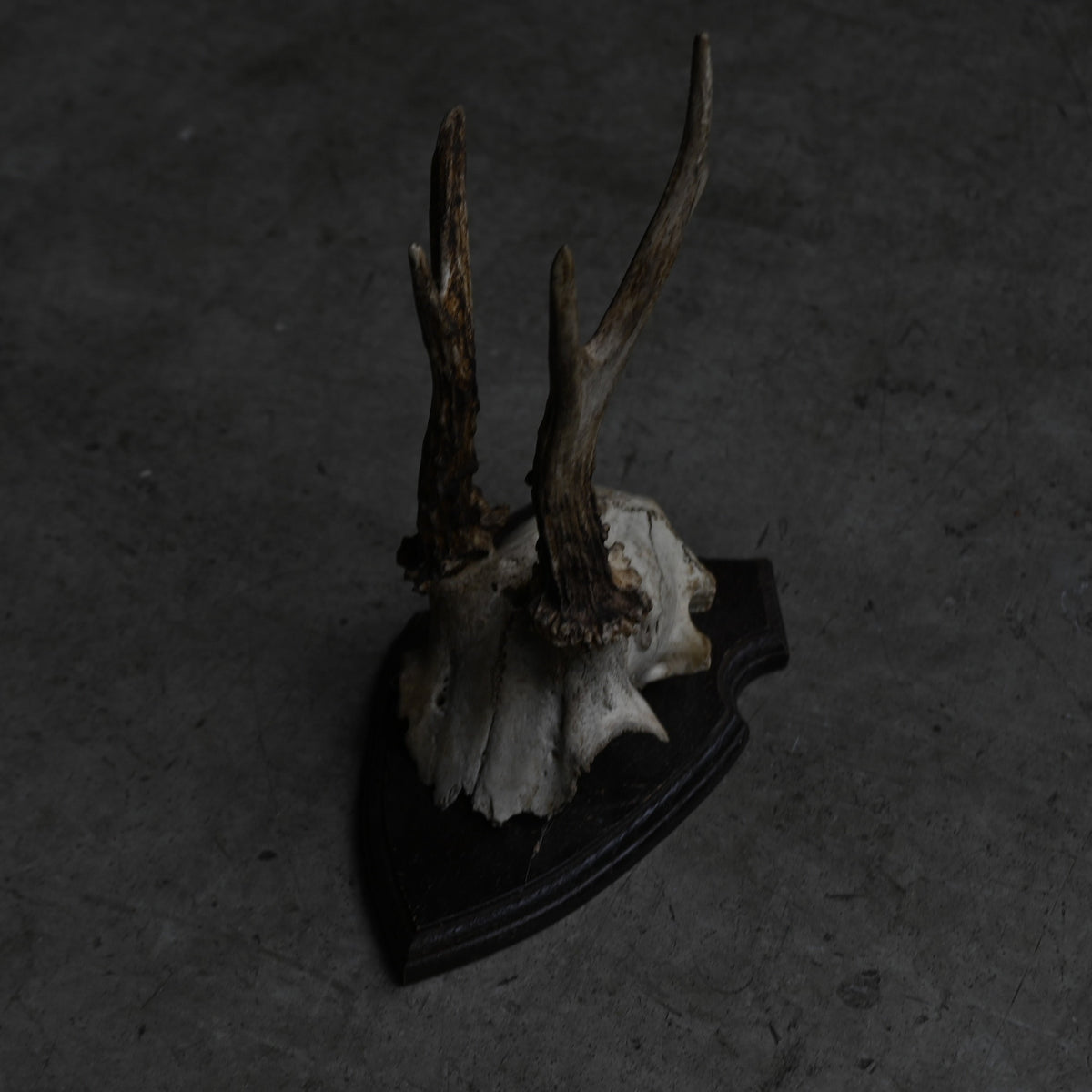 Hunting Trophy  Ⅲ｛RB-00405｝