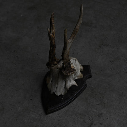 Hunting Trophy  Ⅲ｛RB-00405｝