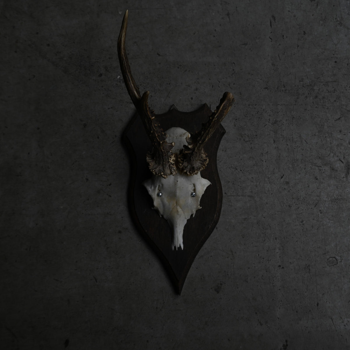 Hunting Trophy  Ⅳ｛RB-00406｝