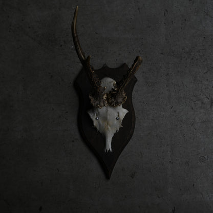 Hunting Trophy  Ⅳ｛RB-00406｝