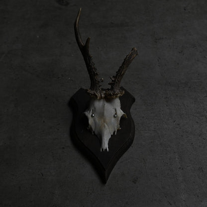 Hunting Trophy  Ⅳ｛RB-00406｝
