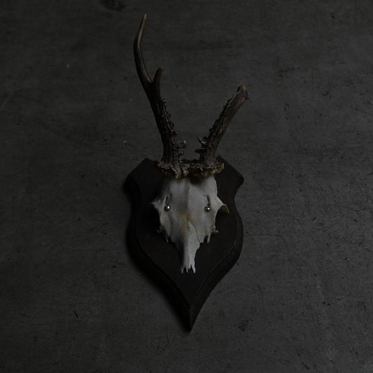 Hunting Trophy  Ⅳ｛RB-00406｝