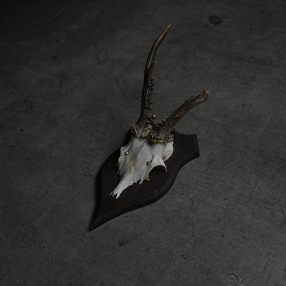 Hunting Trophy  Ⅳ｛RB-00406｝