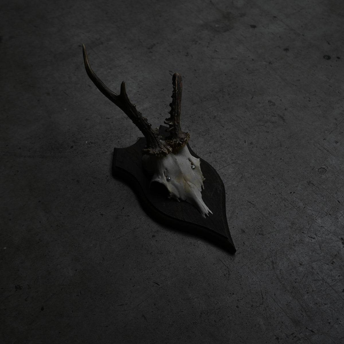 Hunting Trophy  Ⅳ｛RB-00406｝