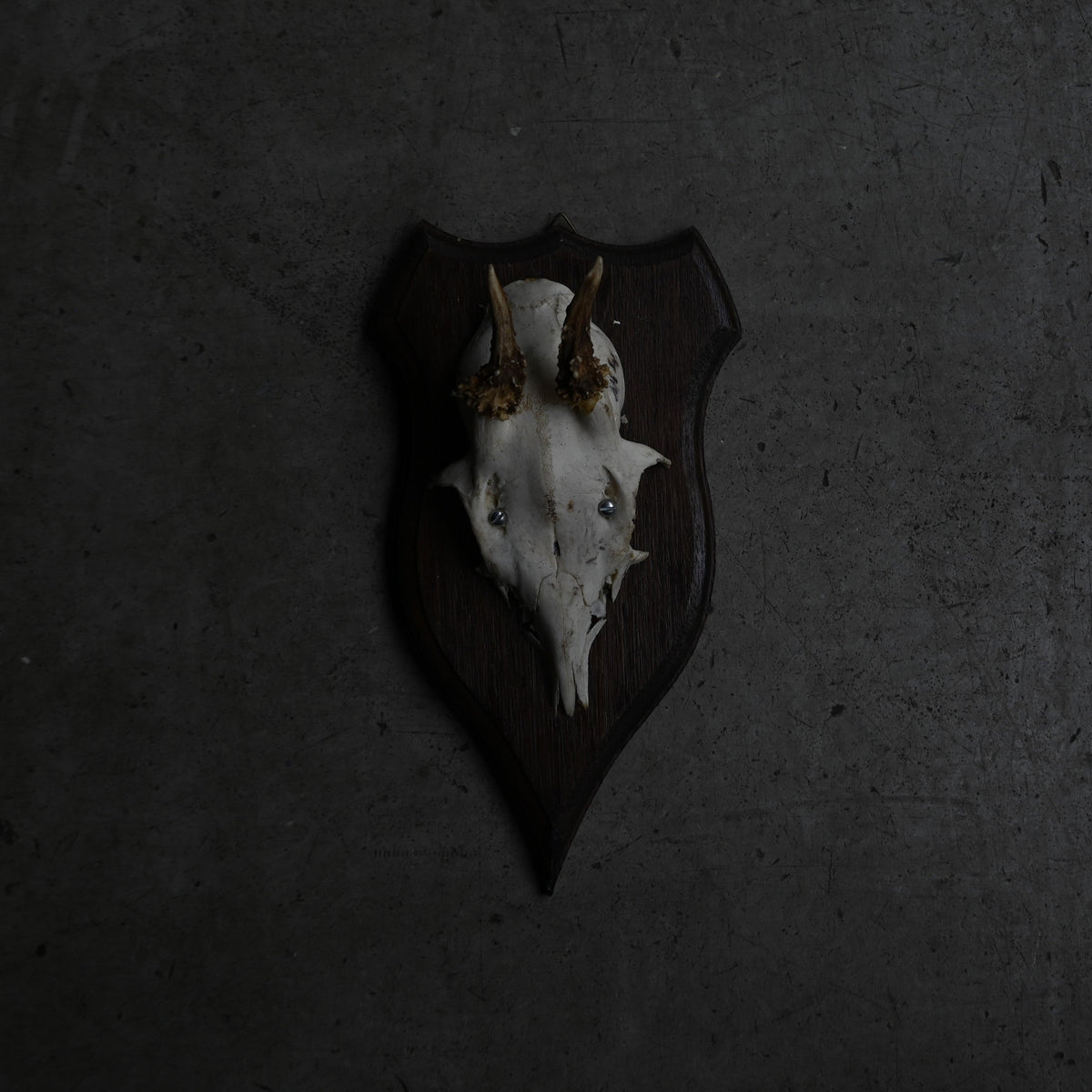 Hunting Trophy  Ⅴ｛RB-00407｝