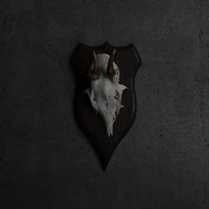 Hunting Trophy  Ⅴ｛RB-00407｝