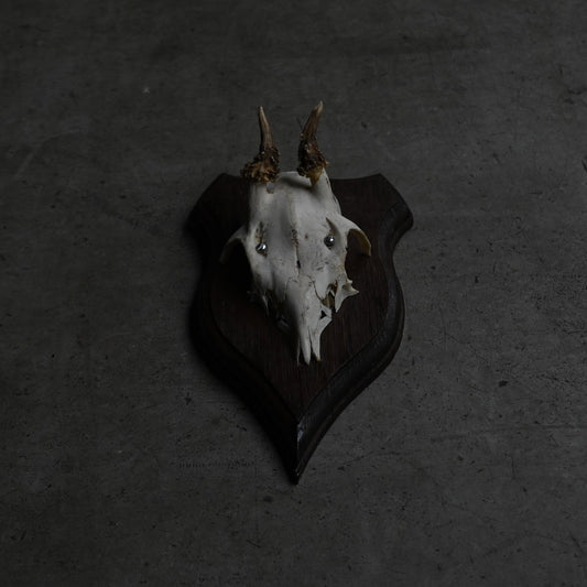 Hunting Trophy  Ⅴ｛RB-00407｝