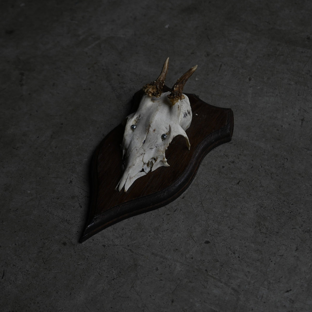 Hunting Trophy  Ⅴ｛RB-00407｝