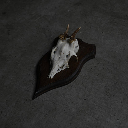 Hunting Trophy  Ⅴ｛RB-00407｝