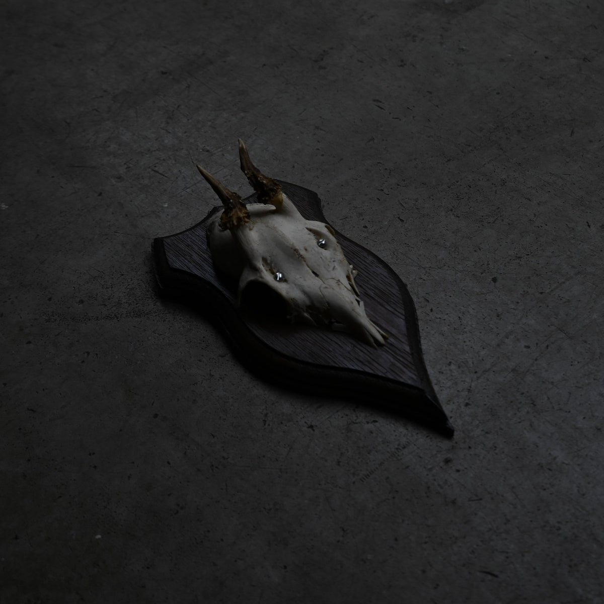 Hunting Trophy  Ⅴ｛RB-00407｝
