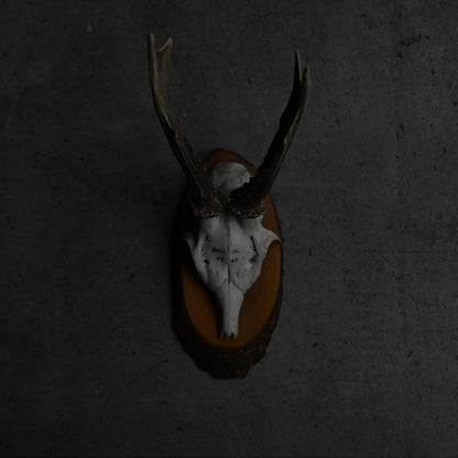 Hunting Trophy  Ⅵ｛RB-00408｝