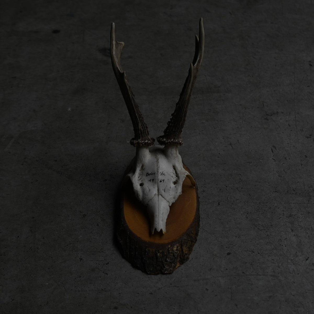 Hunting Trophy  Ⅵ｛RB-00408｝