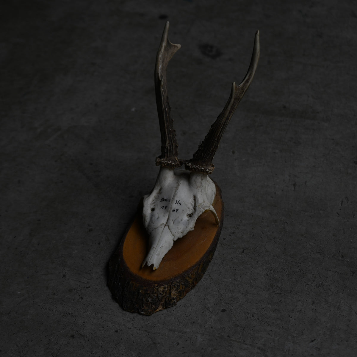 Hunting Trophy  Ⅵ｛RB-00408｝