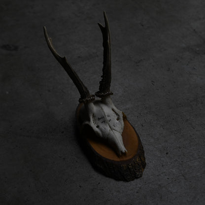 Hunting Trophy  Ⅵ｛RB-00408｝