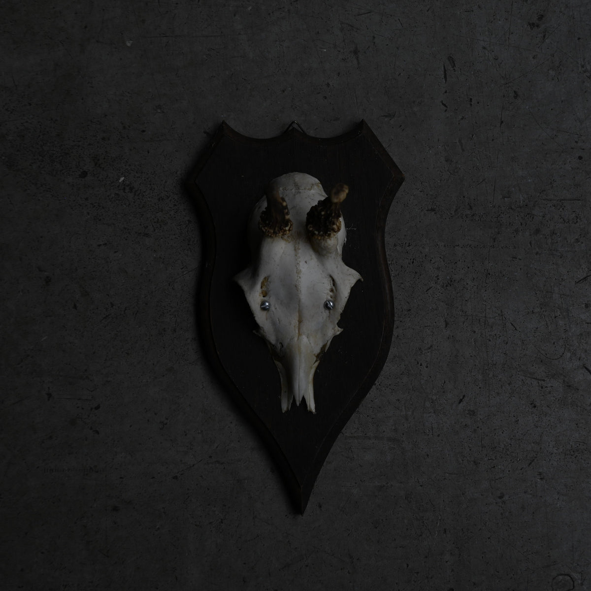 Hunting Trophy  Ⅶ｛RB-00409｝