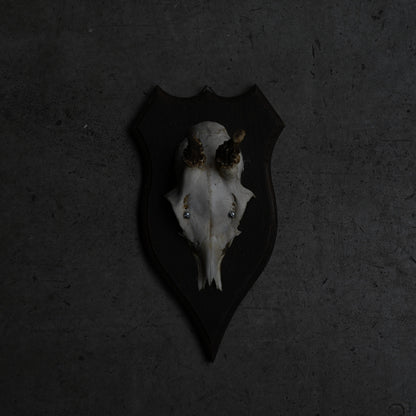 Hunting Trophy  Ⅶ｛RB-00409｝