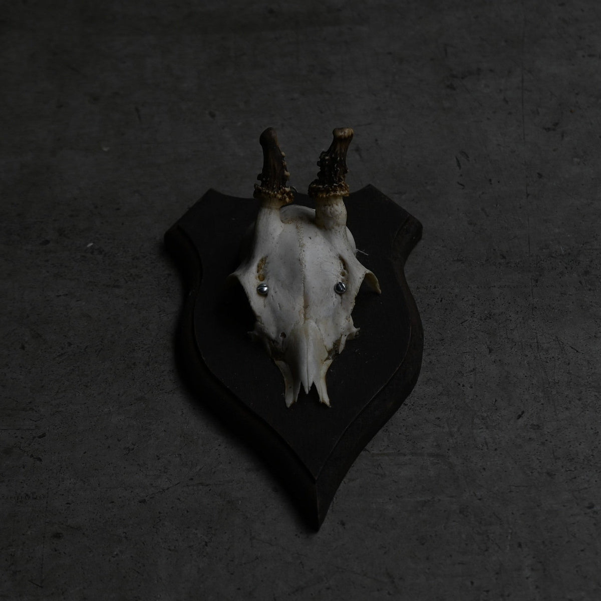 Hunting Trophy  Ⅶ｛RB-00409｝