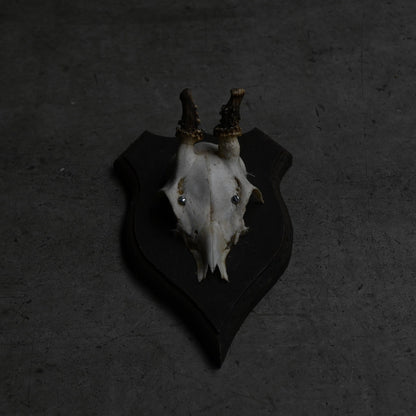 Hunting Trophy  Ⅶ｛RB-00409｝