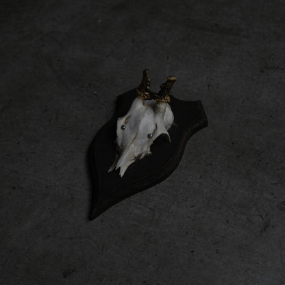 Hunting Trophy  Ⅶ｛RB-00409｝