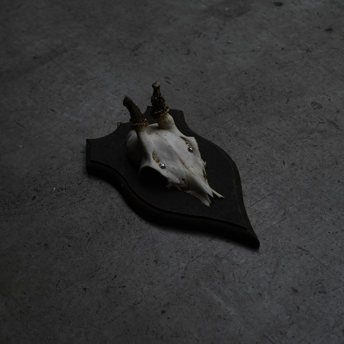 Hunting Trophy  Ⅶ｛RB-00409｝
