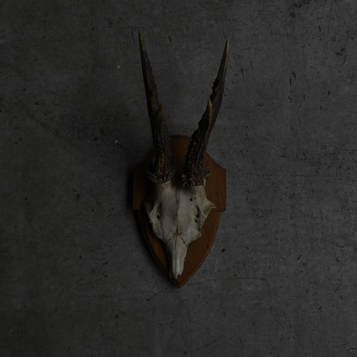 Hunting Trophy  Ⅷ｛RB-00410｝