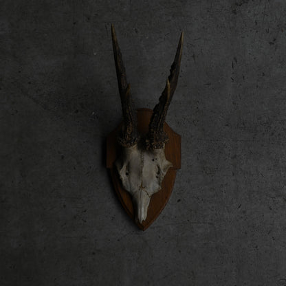 Hunting Trophy  Ⅷ｛RB-00410｝