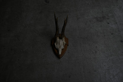 Hunting Trophy  Ⅷ｛RB-00410｝