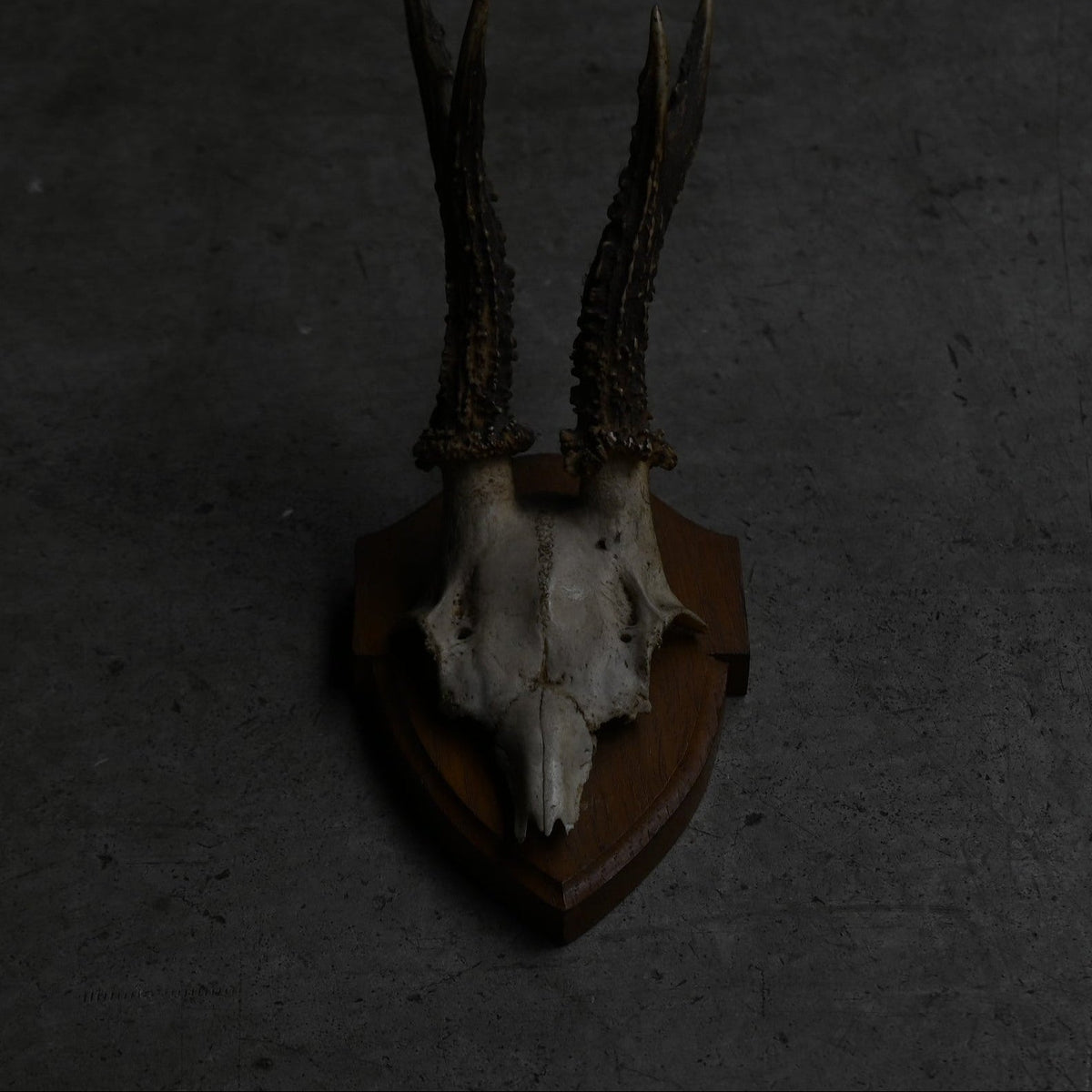 Hunting Trophy  Ⅷ｛RB-00410｝
