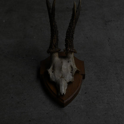Hunting Trophy  Ⅷ｛RB-00410｝