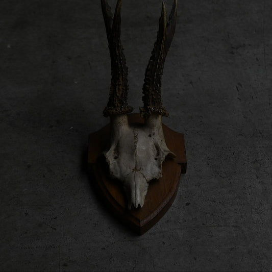 Hunting Trophy  Ⅷ｛RB-00410｝