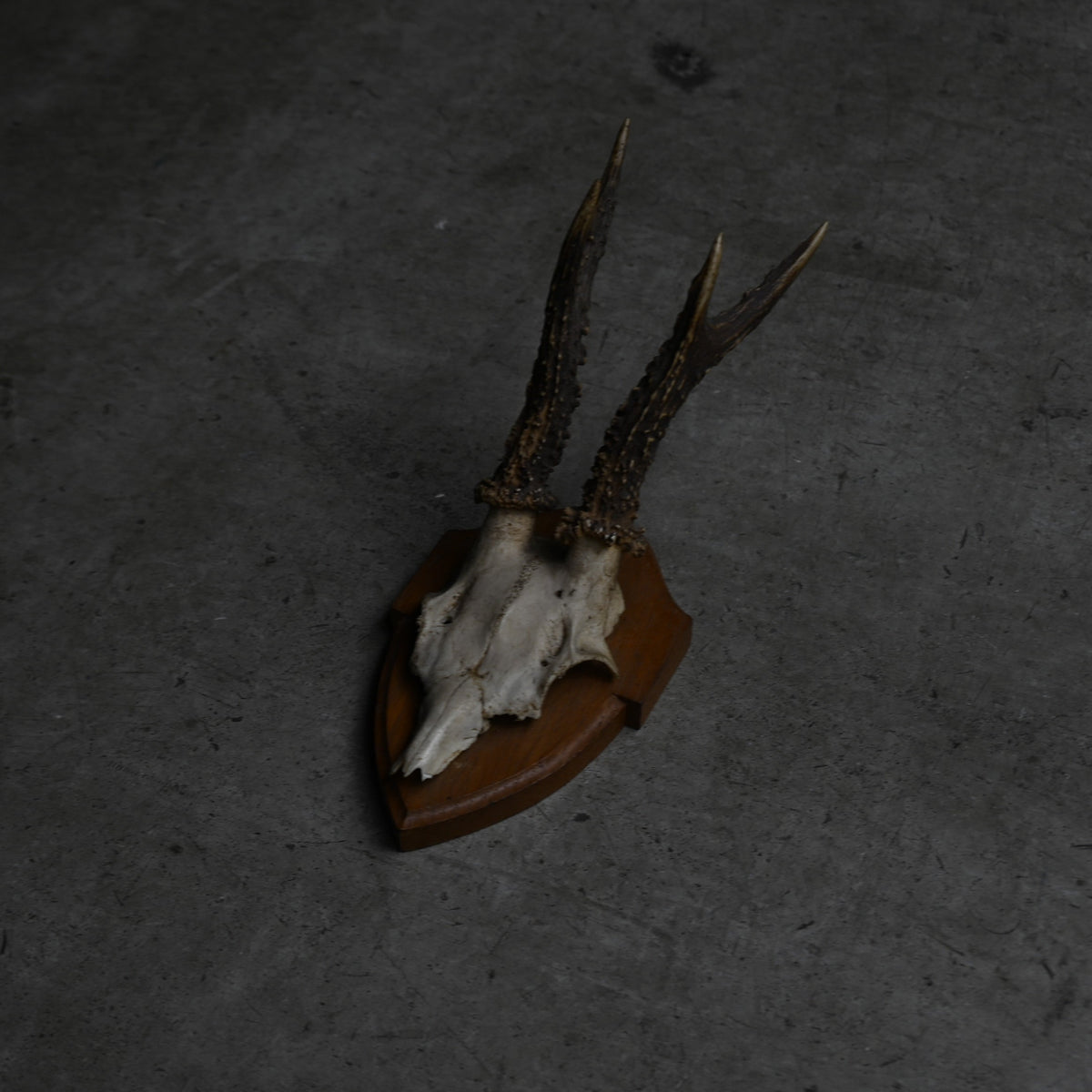 Hunting Trophy  Ⅷ｛RB-00410｝