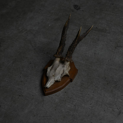 Hunting Trophy  Ⅷ｛RB-00410｝