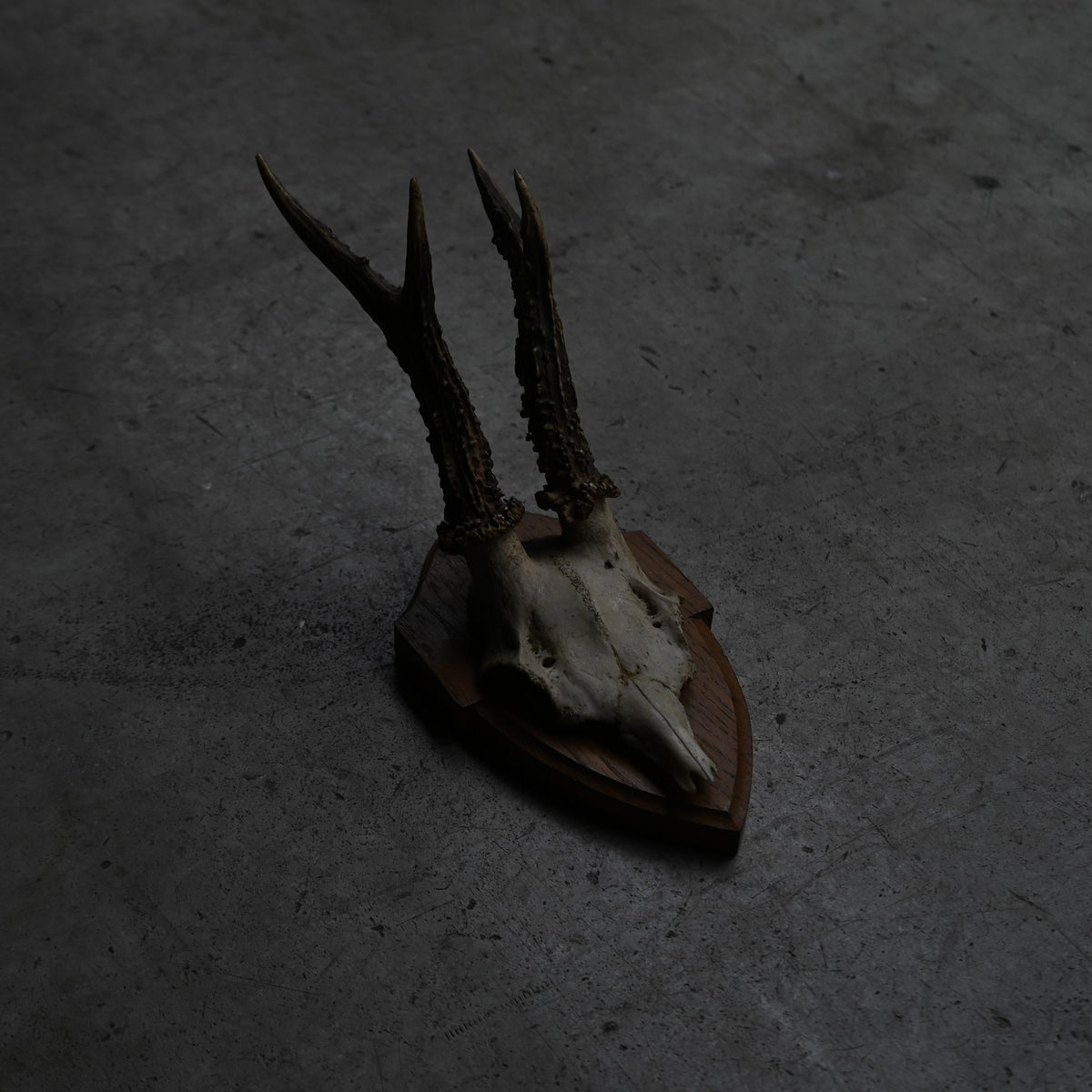Hunting Trophy  Ⅷ｛RB-00410｝